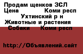 Продам щенков ЗСЛ.  › Цена ­ 12 000 - Коми респ., Ухтинский р-н Животные и растения » Собаки   . Коми респ.